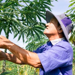 Tinh bột khoai mì nguyên chất – Loại dùng trong thực phẩm